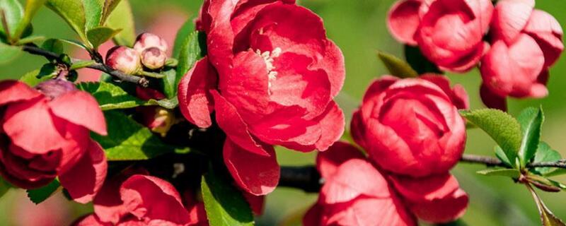 海棠花为何叫断肠花