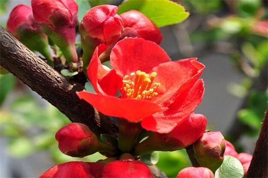 海棠花为何叫断肠花