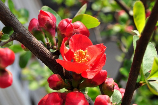 海棠花如何养殖办法，6个要点教你轻松养殖