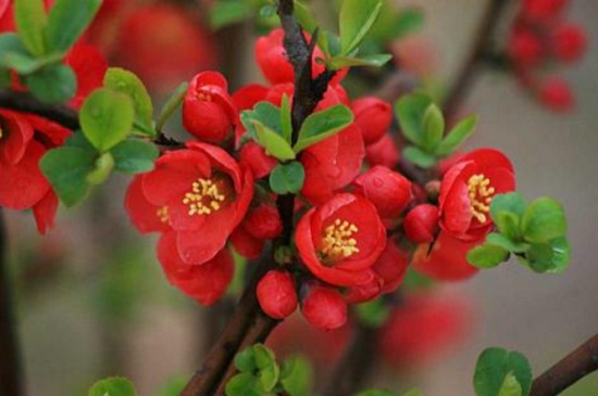 海棠花如何养殖办法，6个要点教你轻松养殖