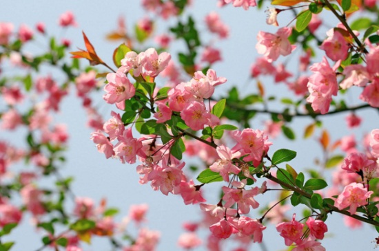 海棠花如何养殖办法，6个要点教你轻松养殖