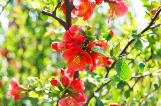 海棠花如何养殖办法，6个要点教你轻松养殖