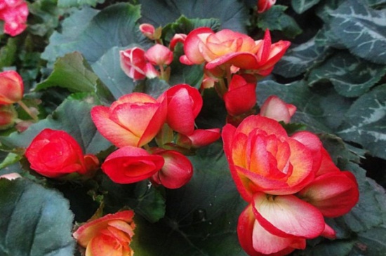 海棠花如何养殖办法，6个要点教你轻松养殖