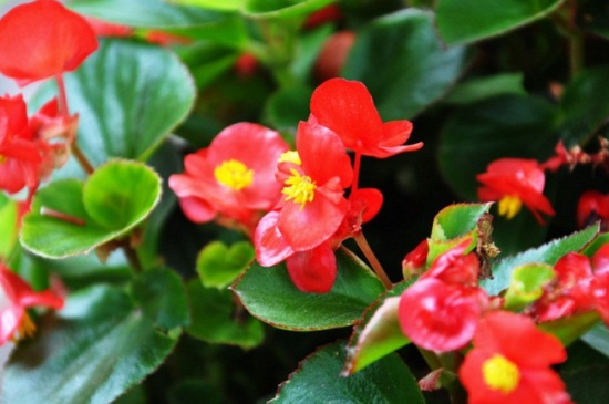 海棠花如何养殖办法，6个要点教你轻松养殖