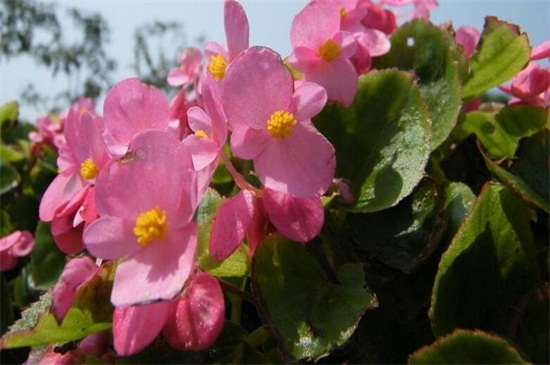 大叶海棠花的养殖办法，做好六个方面的养殖