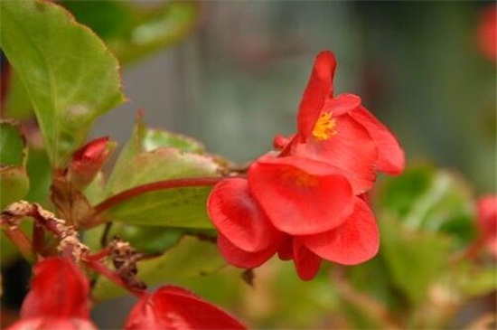 大叶海棠花的养殖办法，做好六个方面的养殖