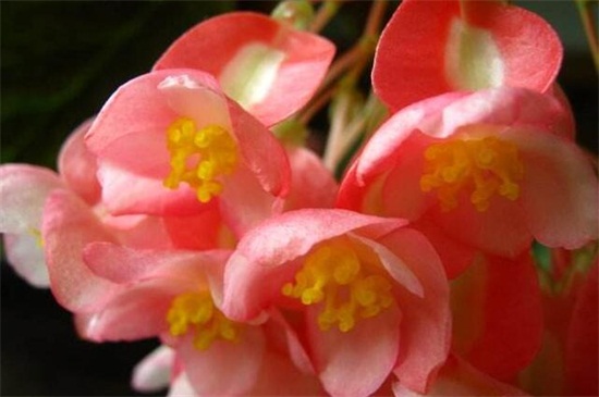 大叶海棠花的养殖办法，做好六个方面的养殖