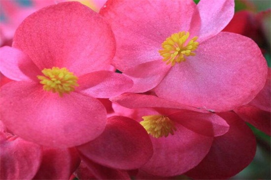 大叶海棠花的养殖办法，做好六个方面的养殖