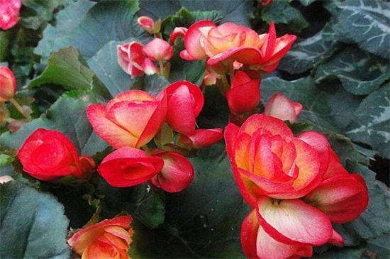 大叶海棠花的养殖办法，做好六个方面的养殖