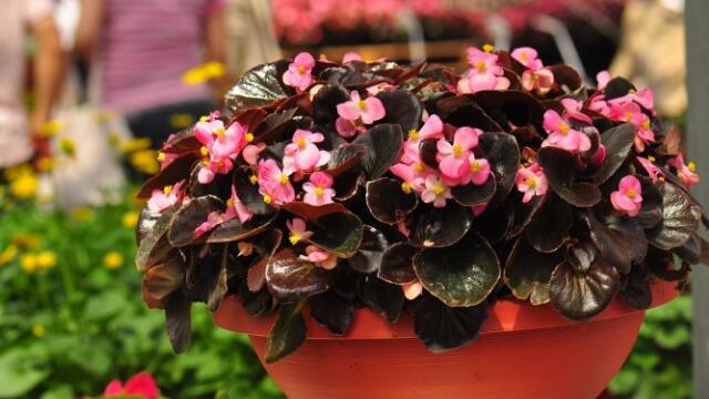 海棠花的养殖办法