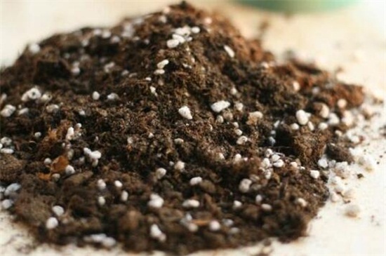 木本海棠花的养殖办法如下，4个步骤让海棠花开满花