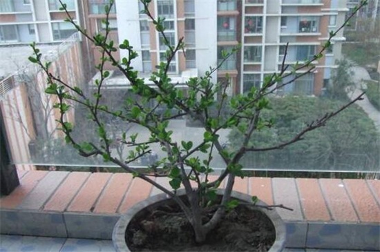 木本海棠花的养殖办法如下，4个步骤让海棠花开满花