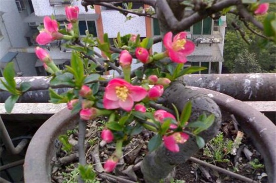 木本海棠花的养殖办法如下，4个步骤让海棠花开满花