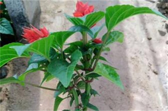 木本海棠花的养殖办法如下，4个步骤让海棠花开满花