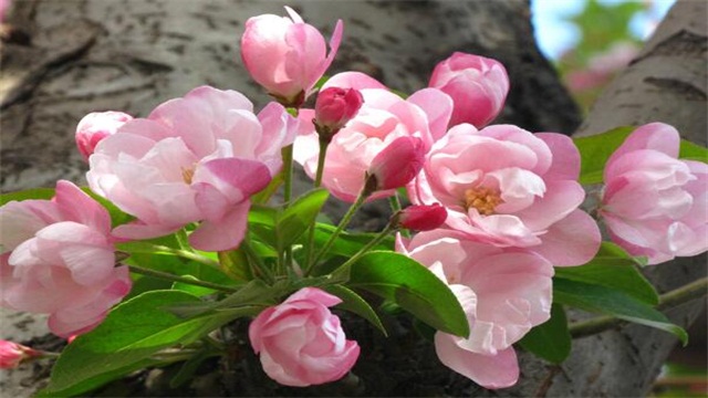 海棠花的养殖办法和留意事项