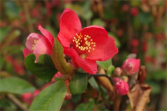 海棠花的养殖办法和留意事项
