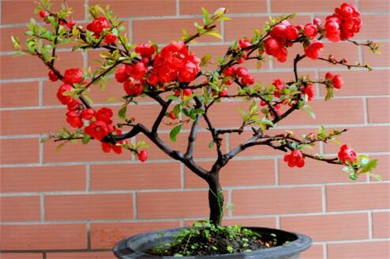 海棠花的养殖办法和留意事项