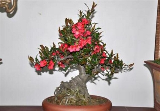 海棠花叶子干枯如何办，叶子干枯四种原因及处理办法