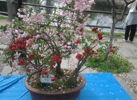 海棠花叶子干枯如何办，叶子干枯四种原因及处理办法