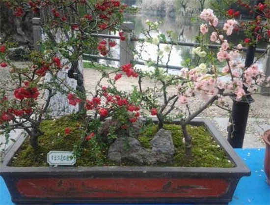 海棠花叶子干枯如何办，叶子干枯四种原因及处理办法