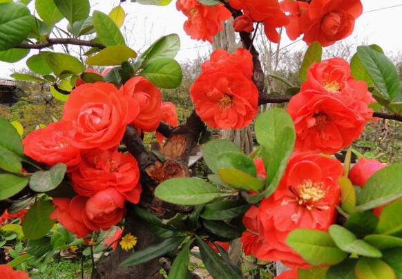 海棠花叶子卷如何回事,叶子打卷的四个原因及处理办法