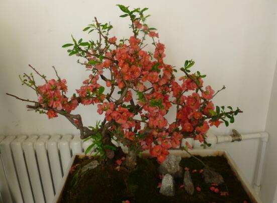 海棠花叶子卷如何回事,叶子打卷的四个原因及处理办法