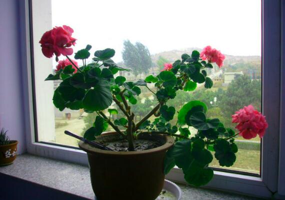 海棠花叶子卷如何回事,叶子打卷的四个原因及处理办法