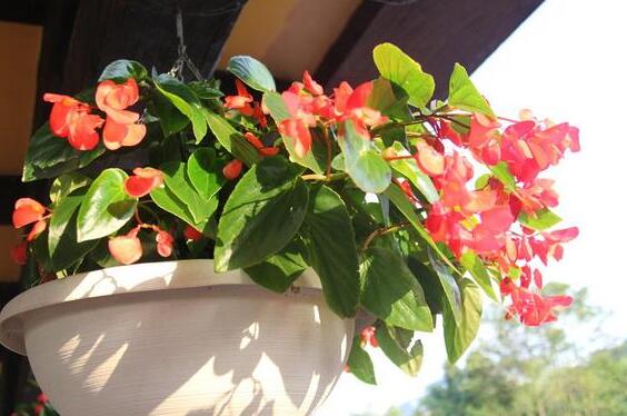 海棠花叶子卷如何回事,叶子打卷的四个原因及处理办法