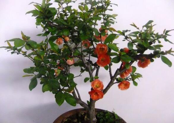 海棠花叶子卷如何回事,叶子打卷的四个原因及处理办法