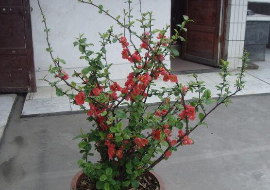 海棠花叶子卷如何回事,叶子打卷的四个原因及处理办法