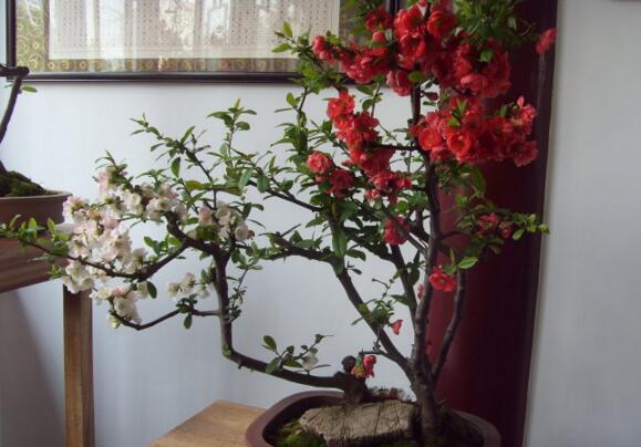 海棠花叶子卷如何回事,叶子打卷的四个原因及处理办法