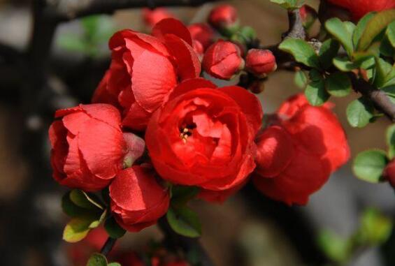 海棠花叶子卷如何回事,叶子打卷的四个原因及处理办法