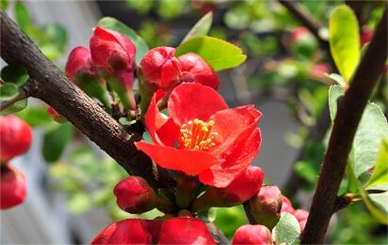 海棠花开花后如何办，及时修剪留意浇水与施肥