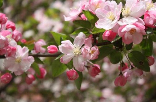 海棠花开花后如何办，及时修剪留意浇水与施肥
