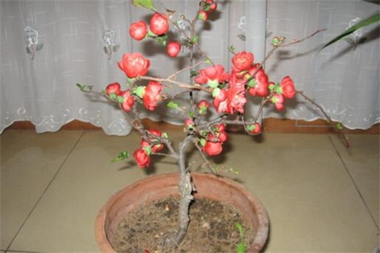 海棠花开花后如何办，及时修剪留意浇水与施肥