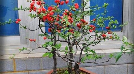 海棠花开花后如何办，及时修剪留意浇水与施肥