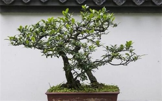 海棠花开花后如何办，及时修剪留意浇水与施肥