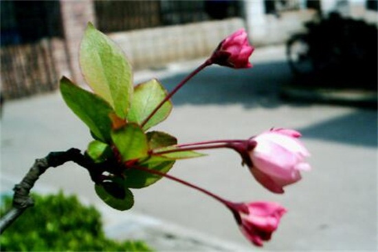 海棠花开花后如何办，及时修剪留意浇水与施肥