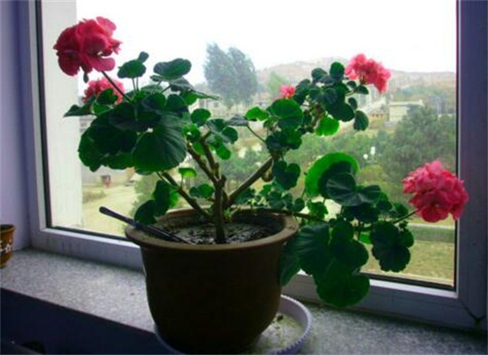 海棠花开花后如何办，及时修剪留意浇水与施肥