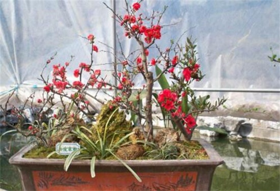 海棠花如何施肥，每个月施三四次腐熟液肥/夏冬不施肥