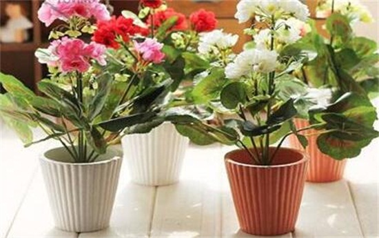 海棠花如何施肥，每个月施三四次腐熟液肥/夏冬不施肥