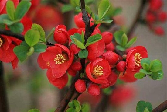 海棠花如何施肥，每个月施三四次腐熟液肥/夏冬不施肥