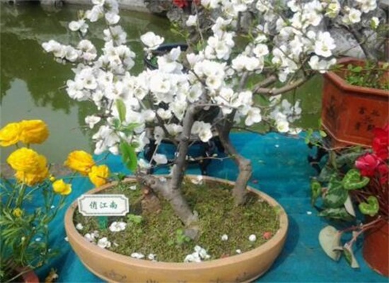 海棠花如何施肥，每个月施三四次腐熟液肥/夏冬不施肥