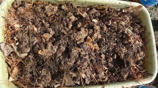 海棠花如何施肥，每个月施三四次腐熟液肥/夏冬不施肥