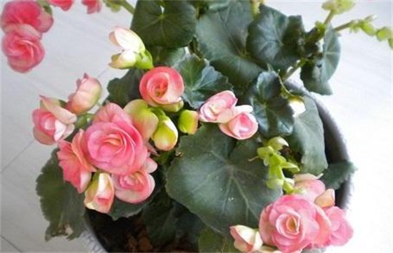 盆栽海棠花如何浇水,夏季每隔两天浇一次水/冬季可不浇