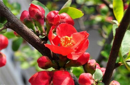 盆栽海棠花如何浇水,夏季每隔两天浇一次水/冬季可不浇