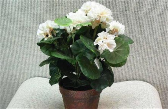 盆栽海棠花如何浇水,夏季每隔两天浇一次水/冬季可不浇