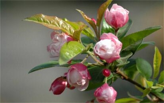 盆栽海棠花如何浇水,夏季每隔两天浇一次水/冬季可不浇