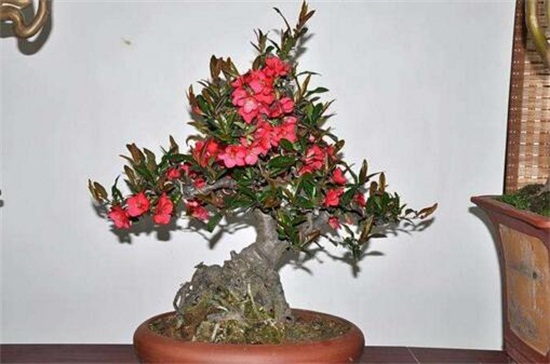 盆栽海棠花如何浇水,夏季每隔两天浇一次水/冬季可不浇
