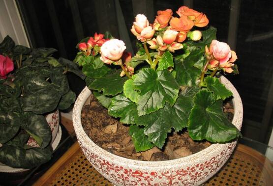 盆栽海棠花如何浇水,夏季每隔两天浇一次水/冬季可不浇